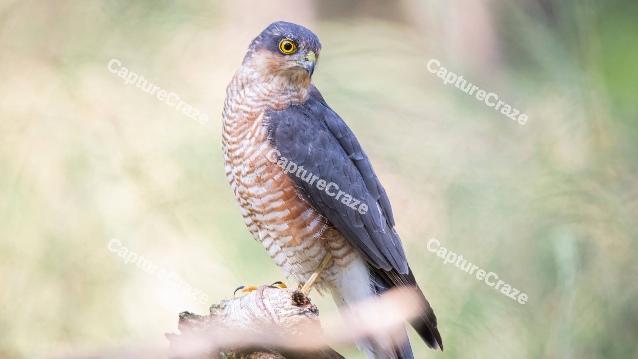Eurasian sparrowhawk in a lake